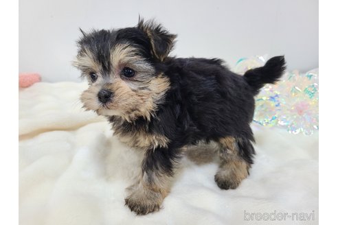 販売中の東京都のミックス犬-351061の28枚目