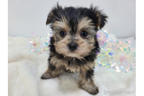 販売中の東京都のミックス犬-351061の27枚目