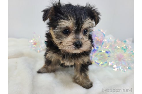 販売中の東京都のミックス犬-351061の26枚目