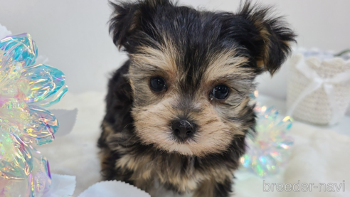 販売中の東京都のミックス犬-351061の25枚目