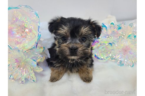 販売中の東京都のミックス犬-351062の20枚目