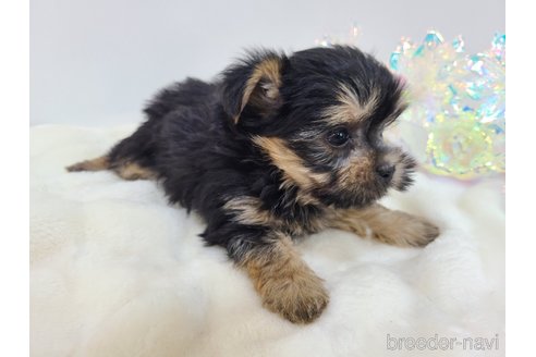 販売中の東京都のミックス犬-351062の19枚目