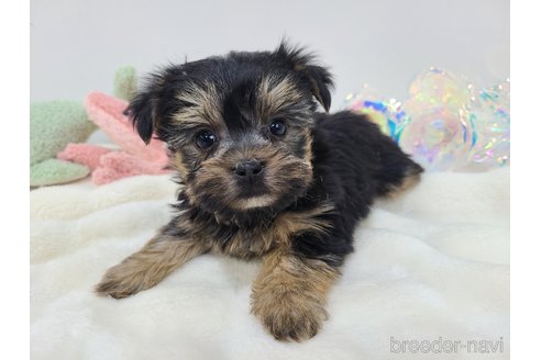 販売中の東京都のミックス犬-351062の18枚目