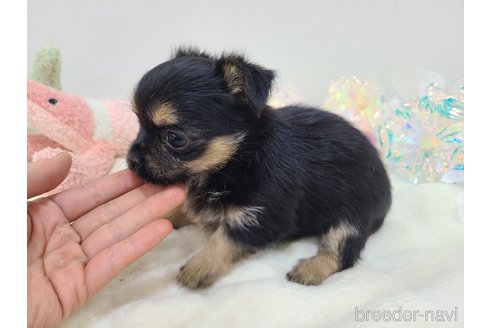 販売中の東京都のミックス犬-351063の17枚目