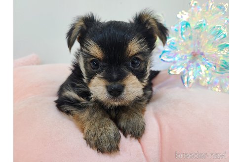 販売中の東京都のミックス犬-351064の33枚目