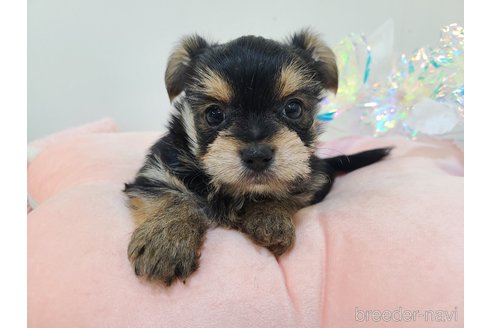 販売中の東京都のミックス犬-351064の32枚目