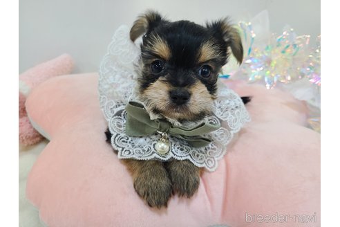 販売中の東京都のミックス犬-351064の31枚目