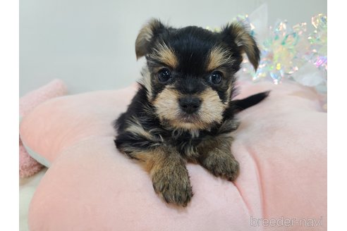 販売中の東京都のミックス犬-351064の30枚目