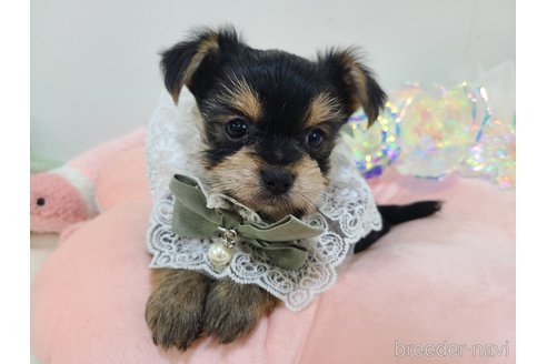 販売中の東京都のミックス犬-351064の29枚目