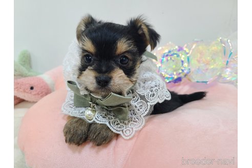販売中の東京都のミックス犬-351064の28枚目