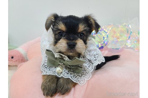 販売中の東京都のミックス犬-351064の27枚目