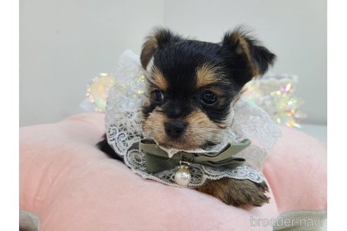 販売中の東京都のミックス犬-351064の26枚目