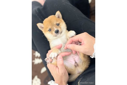 成約済の香川県の豆柴-351065の2枚目