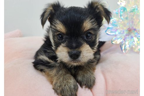 販売中の東京都のミックス犬-351064の25枚目
