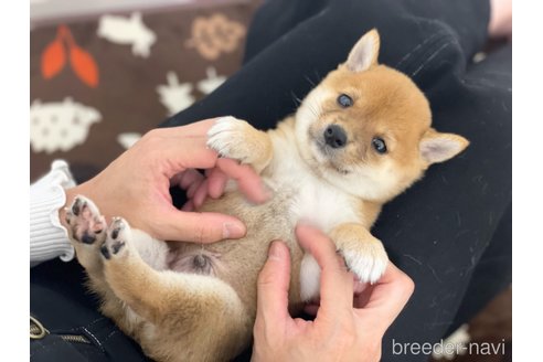成約済の香川県の豆柴-351066の2枚目