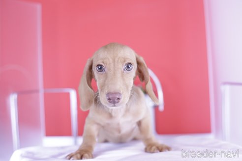 成約済の愛知県のカニンヘンダックスフンド(スムースヘアード)-329623の6枚目