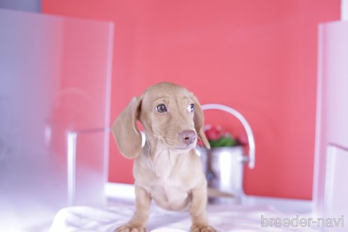 成約済の愛知県のカニンヘンダックスフンド(スムースヘアード)-329623の7枚目