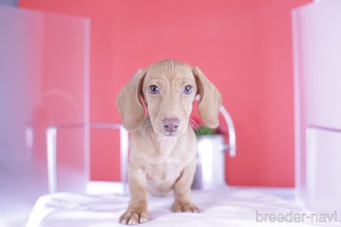 成約済の愛知県のカニンヘンダックスフンド(スムースヘアード)-329623の4枚目