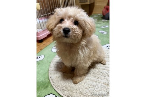 成約済の埼玉県のマルプー:マルチーズ×トイプードル-342607の17枚目
