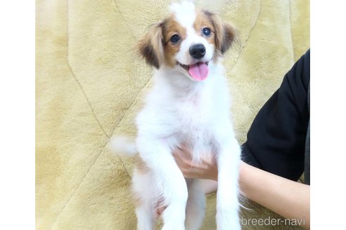 成約済の千葉県のパピヨン-325425の3枚目