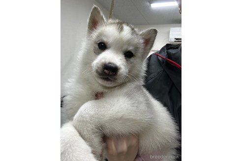 成約済の千葉県のシベリアンハスキー-351132の1枚目
