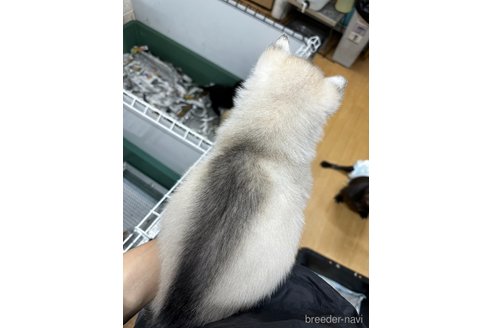 成約済の千葉県のシベリアンハスキー-351132の4枚目