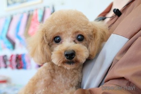フブキちゃん1枚目
