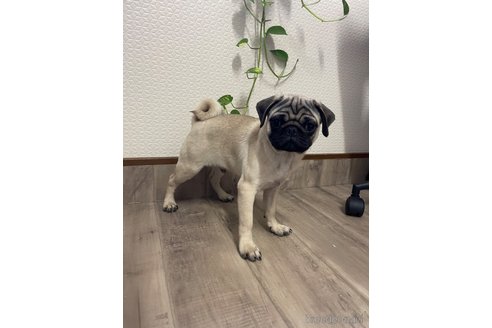 成約済の滋賀県のパグ-351143の4枚目