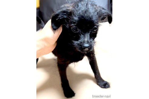 成約済の奈良県のミックス犬-338554の2枚目