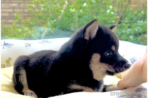 成約済の奈良県の豆柴-349270の2枚目