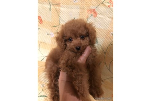 成約済の兵庫県のトイプードル-347648の5枚目