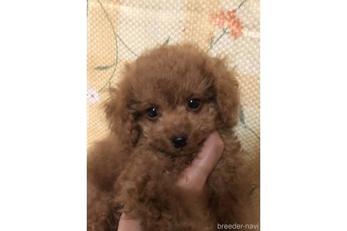 成約済の兵庫県のトイプードル-347648の1枚目