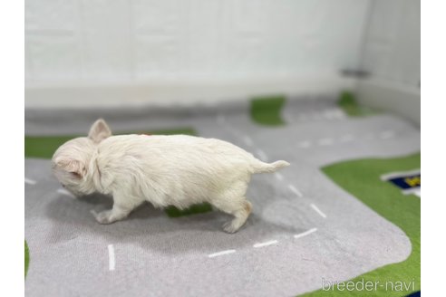 成約済の愛知県のチワワ(ロングコート)-351174の3枚目
