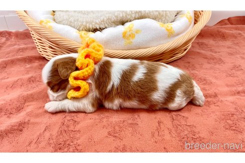 成約済の埼玉県のキャバリアキングチャールズスパニエル-351183の5枚目