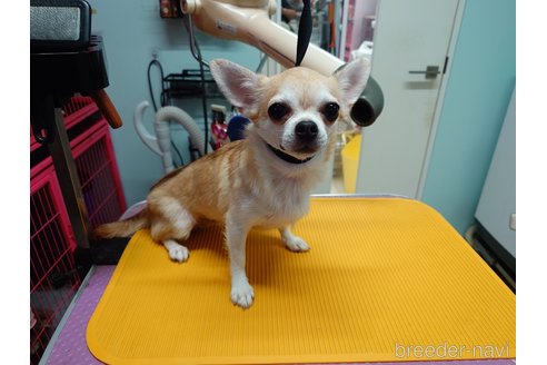 キャンディちゃん1枚目
