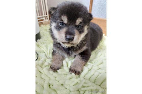 成約済の高知県の豆柴-348172の6枚目