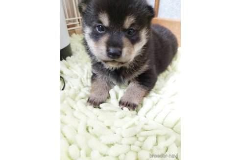 成約済の高知県の豆柴-348172の7枚目
