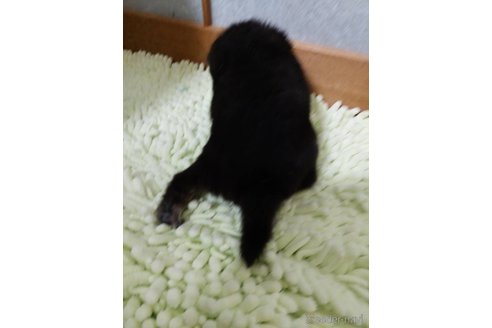 成約済の高知県の豆柴-348172の3枚目