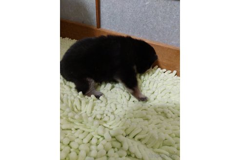 成約済の高知県の豆柴-348172の4枚目