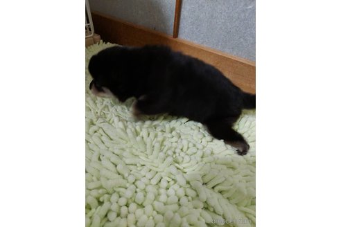 成約済の高知県の豆柴-348172の2枚目