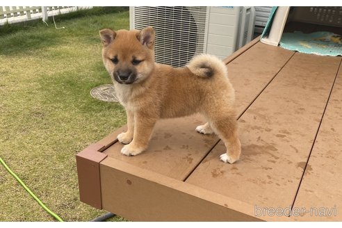 成約済の茨城県の豆柴-343004の6枚目