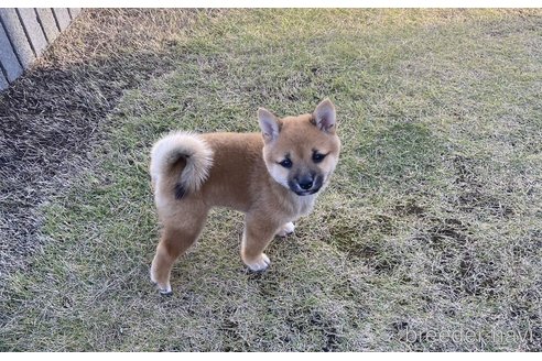成約済の茨城県の豆柴-343004の2枚目