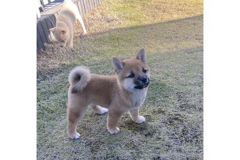 成約済の茨城県の豆柴-343004の5枚目