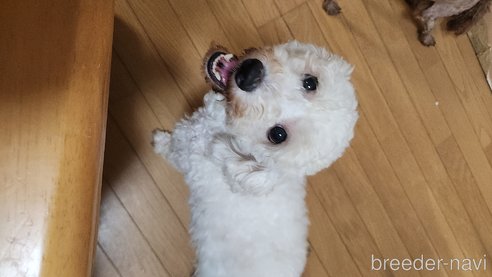 マカロンちゃん1枚目
