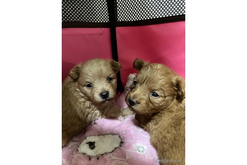 成約済の滋賀県のポメプー:ポメラニアン×トイプードル-351203の25枚目