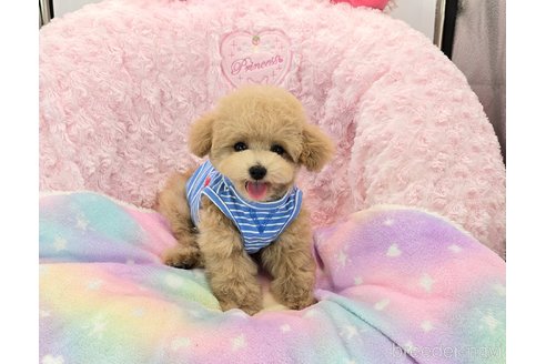 成約済の沖縄県のティーカッププードル-349309の5枚目