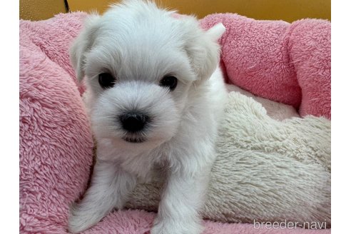 成約済の東京都のマルチーズ-351225の1枚目