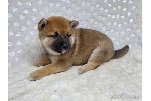成約済の三重県の柴犬-351231の7枚目