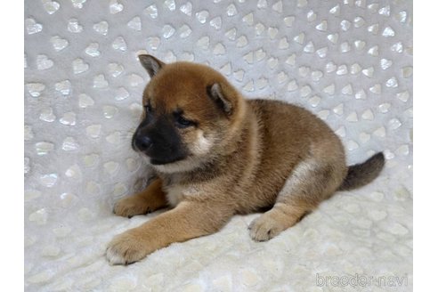 成約済の三重県の柴犬-351231の2枚目