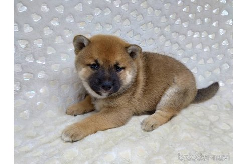 成約済の三重県の柴犬-351231